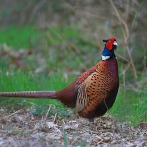 Pheasant shooting Exmoor